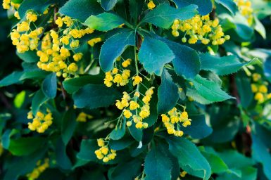 Berberine