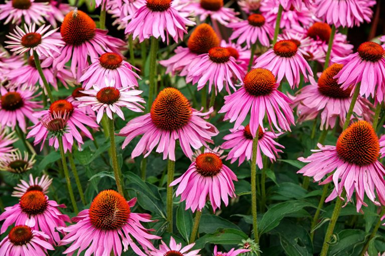 Herbs that Clear Heat 2 of 6: Echinacea and Red Clover - East West ...