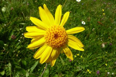 Arnica Flower for Healing Wounds