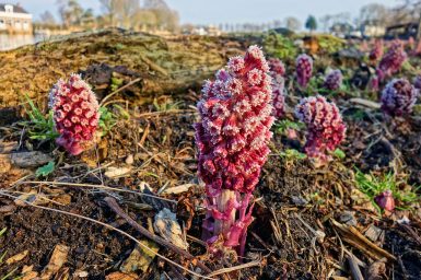 Butterbur for Migraine Headaches and Allergy Relief