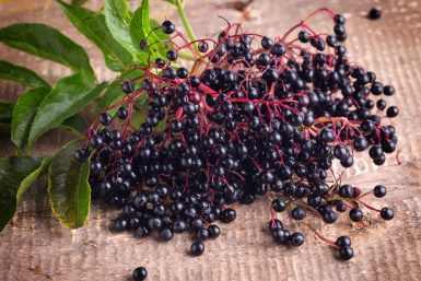 Elderberry for immune system