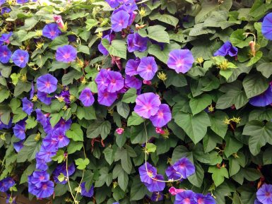 Ipomoea Tricolor Morning Glory