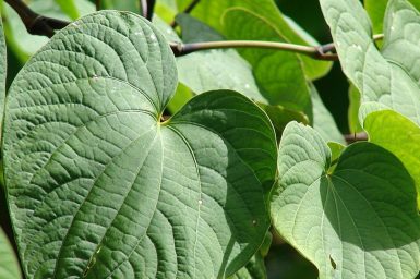 Kava Leaves Powerful Anti Stress Solution