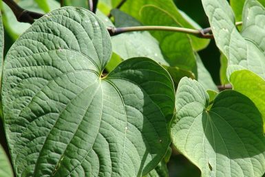 Kava Leaves Powerful Anti Stress Solution