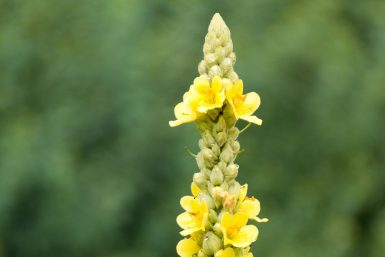 Mullein Herb that Fights Infections and Inflammation