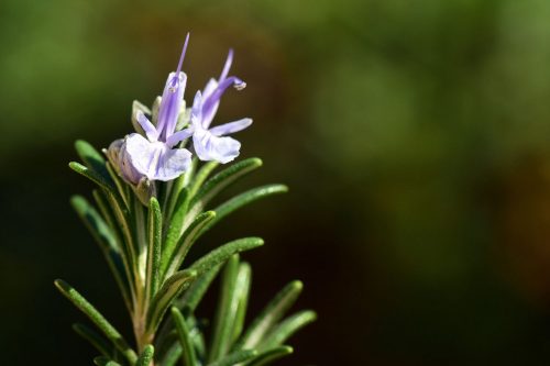 Rosemary Flower and Stems