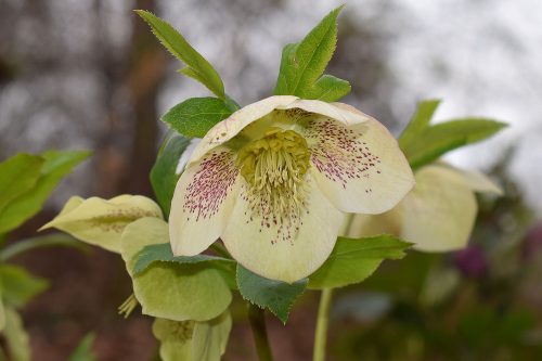 White Hellebore for cholera gout and high blood pressure