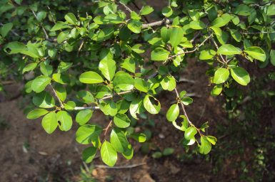 Commiphora wightii Indian bdellium tree Guggul