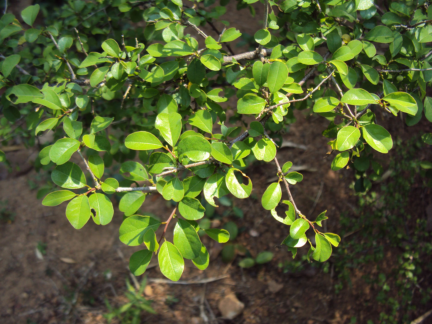 Commiphora wightii Indian bdellium tree Guggul