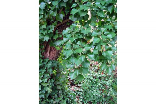 English Ivy photo by Tom Forney Oregon Department of Agriculture