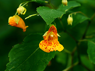 jewelweed in flower