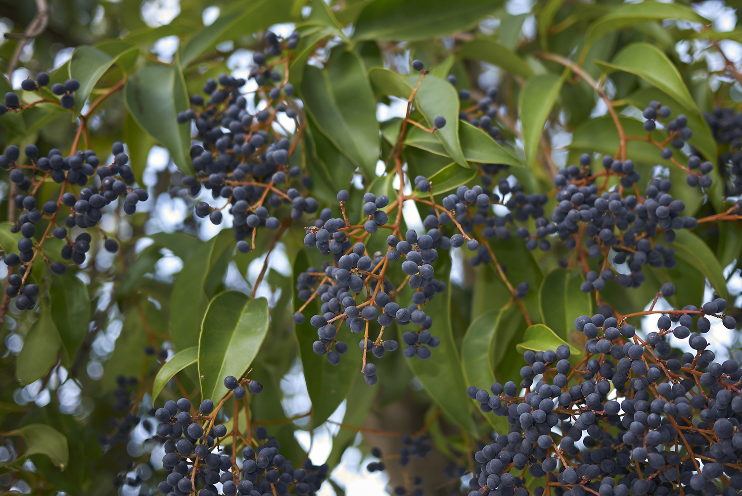 be-picky-when-planting-privet-shrubs-east-west-school-of-herbology