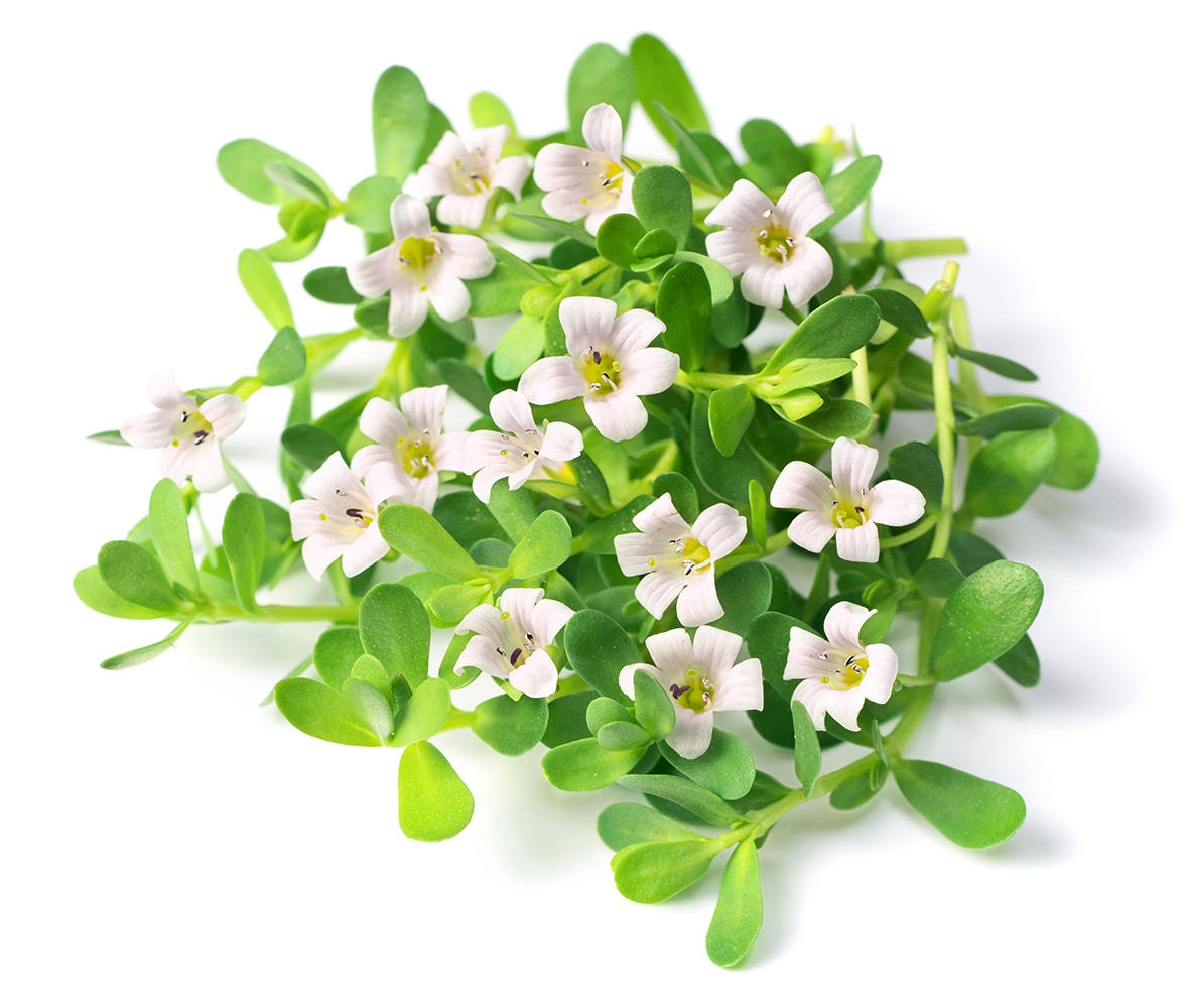 Bacopa: The Herb You Don't Want to Forget - East West School of Planetary Herbology