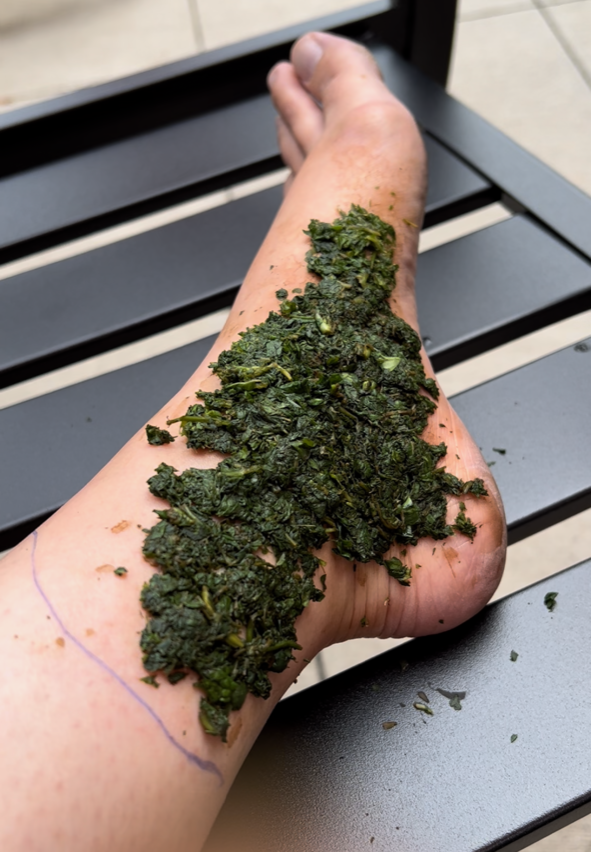 My swollen, wasp-stung foot, covered with a freshly masticated poultice of basil and mint.