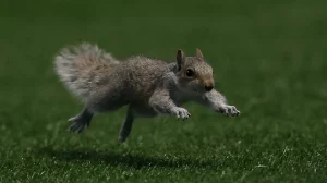 video-most-unlikely-pitch-invader-6eea