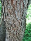 Prunus Serotina Bark
