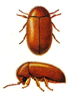 Herbal pharmacy beetle