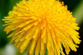 Dandelion Flower