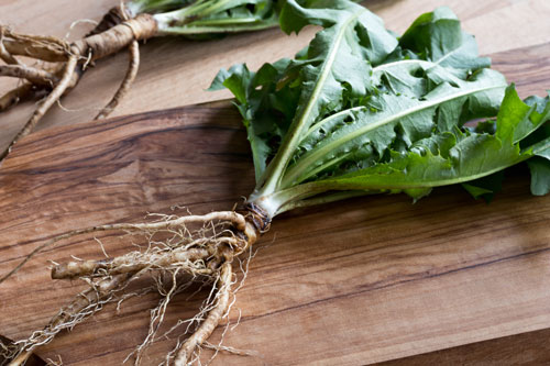 Dandelion root and leaves