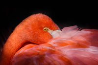 Beautiful flamingo