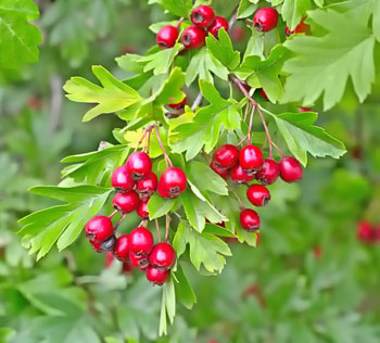 Hawthorn Fruit Berries