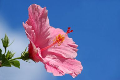 Hibiscus pink flower