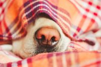 Labrador Retriever sleeping under the covers