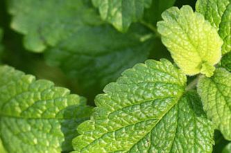 Lemon Balm