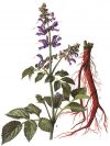 Salvia milthiorrhiza