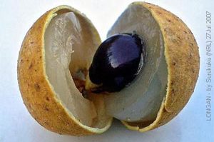 Longan Fruit