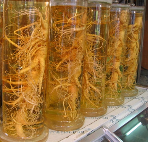 Bottles of Plant Roots