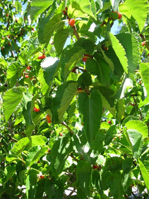 Tierra mulberry tree