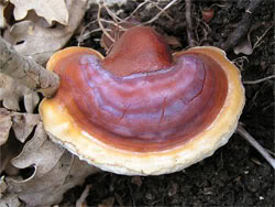 Reishi mushroom photo by Eric Steinert